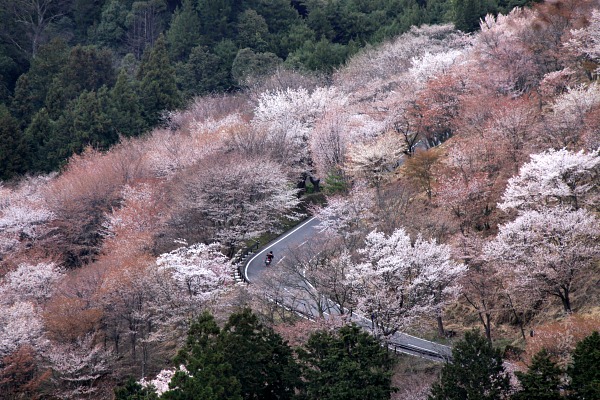 Monte Yoshino Monte Yoshino